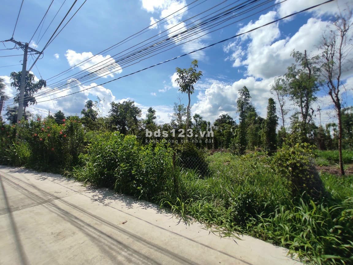 Chính chủ bán vườn trái cây 1000m2 công chứng ngay, sổ hồng riêng