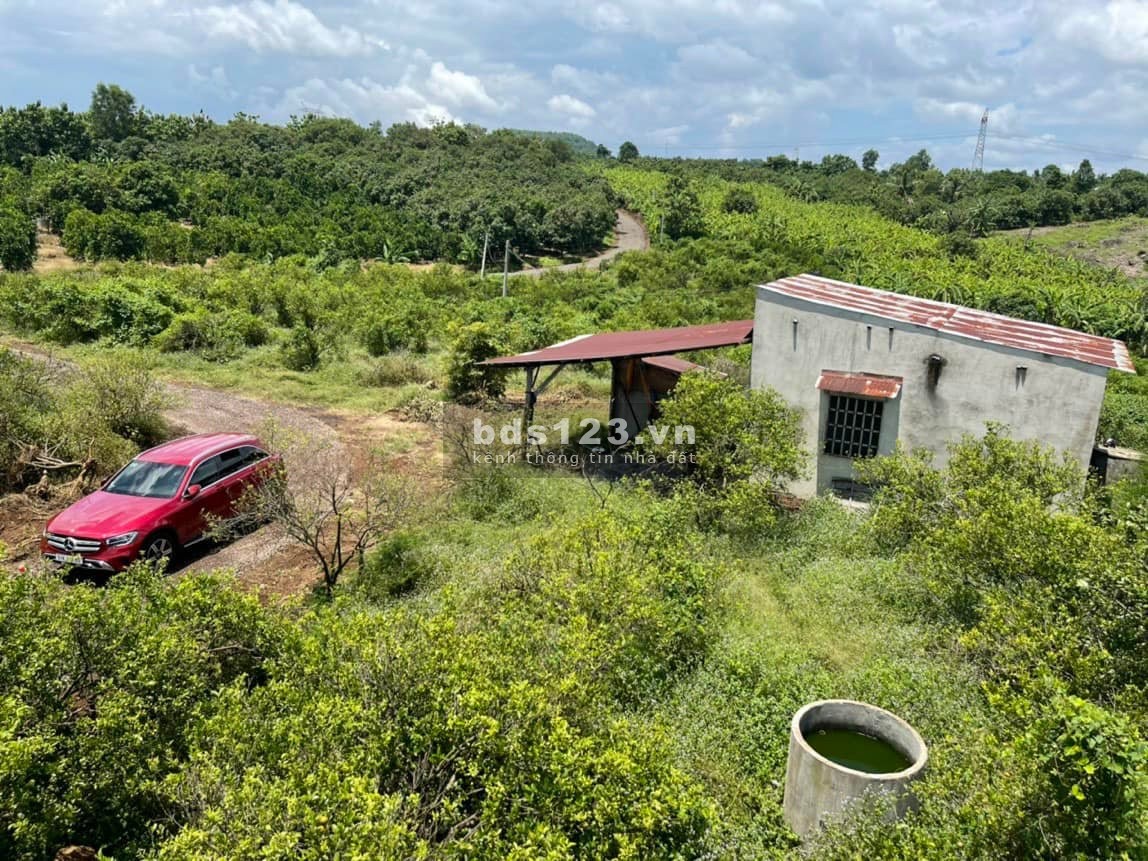 Chính chủ bán vườn trái cây 1000m2 công chứng ngay, sổ hồng riêng