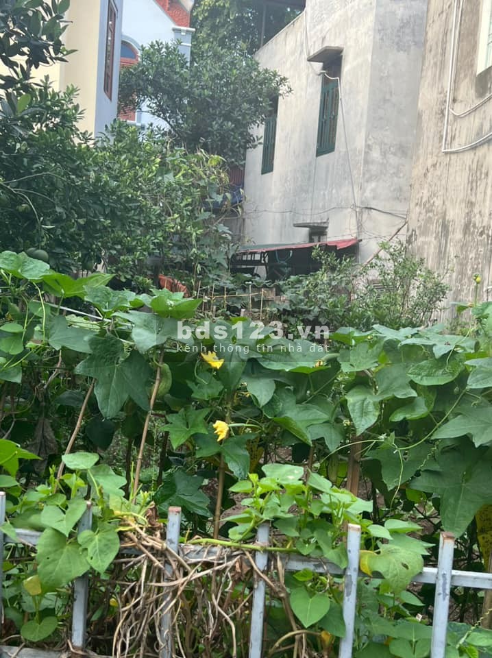 Chủ nhờ bán nhanh đất thôn Cam Cổ Bi, Gia Lâm, Hà Nội, liên hệ 0326932222