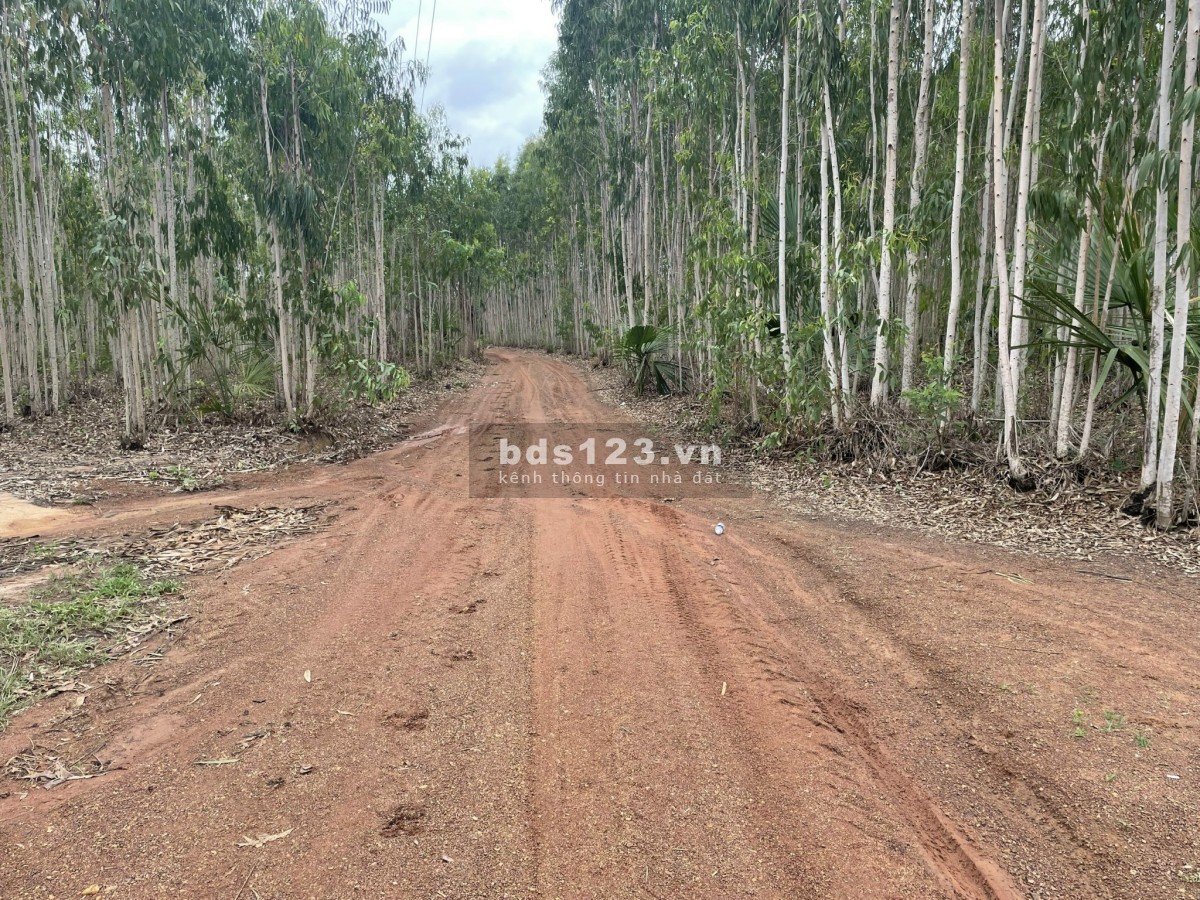 Đất mẫu Hàm Tân, 2 mặt đường - cách lộ nhựa 500m sổ hồng riêng