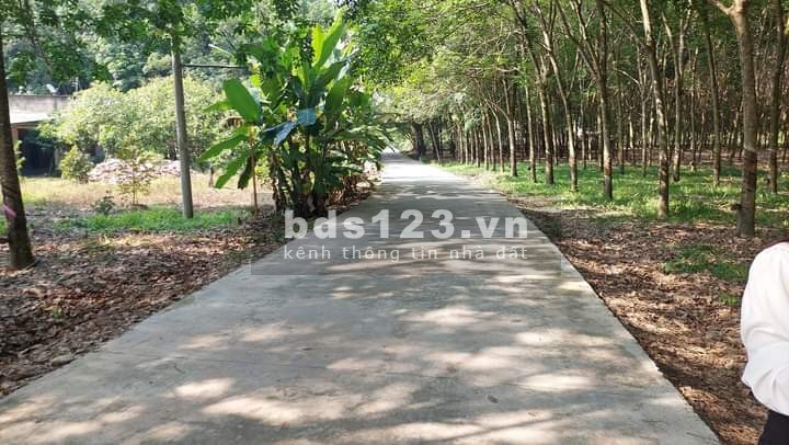 Đất nền tái định cư Becamex Chơn Thành Bình Phước pháp lý chính chủ