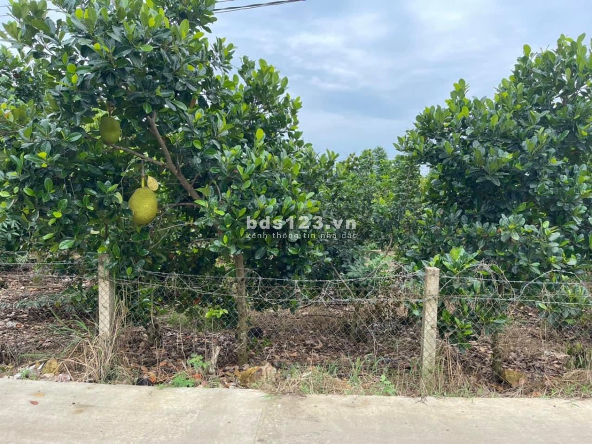 Chính chủ cần bán lô đất gần chợ Phú Tân sổ riêng công chứng sang tên ngay