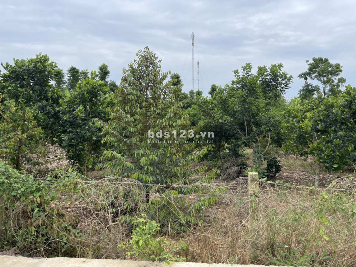 Lô đất thổ cư 200m2 ngang 5 tại Phú Tân, shr,790tr, ngay khu dân cư hiện hữu