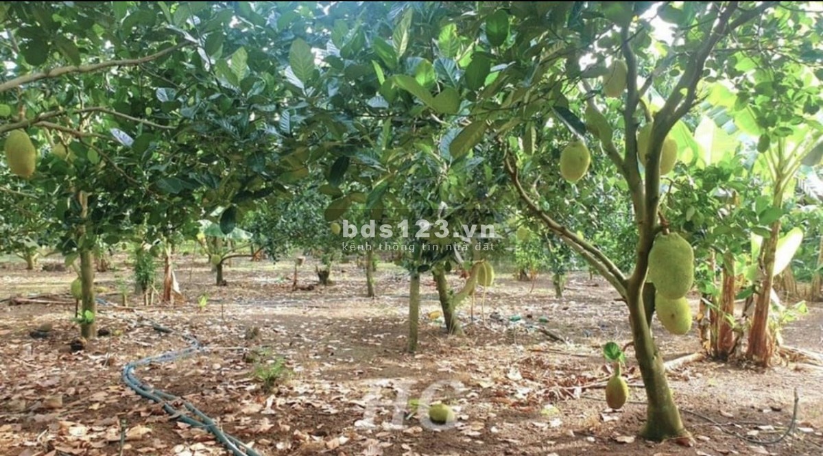 Bán nhanh 6278m2 đất vườn đang trồng cây ăn quả giá 750tr/sào tại Định Quán - Đồng Nai