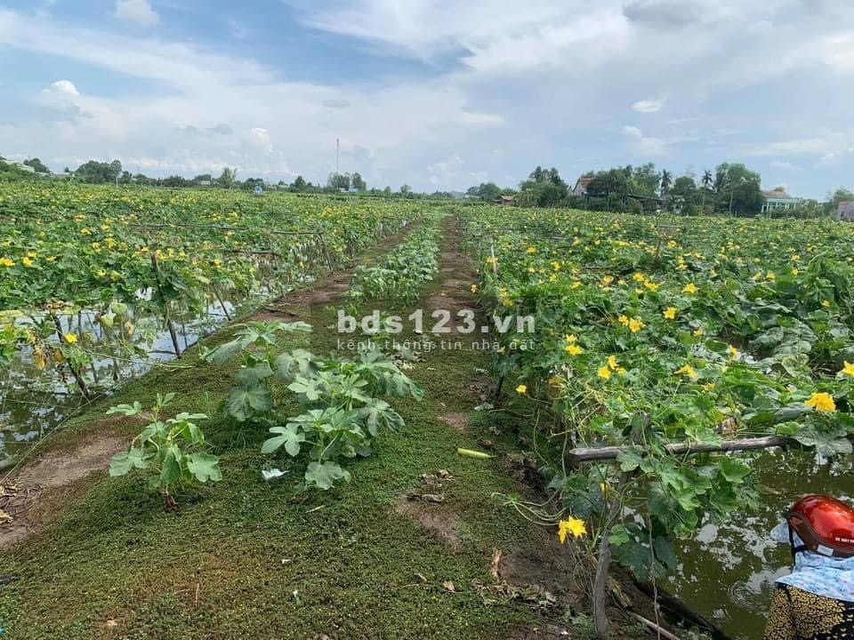 Bán đất thổ 300m2 Tại Khu phố Kim Điền. Thị Trấn Cần Giuộc Long An giá tốt