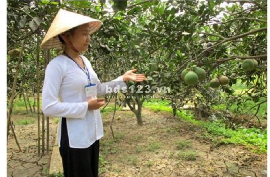 Bán đất ngay Làng Bưởi Tân Triều, xã Tân Bình, huyện Vĩnh Cửu