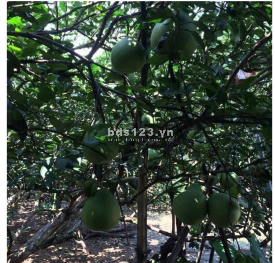 Bán đất ngay Làng Bưởi Tân Triều, xã Tân Bình, huyện Vĩnh Cửu
