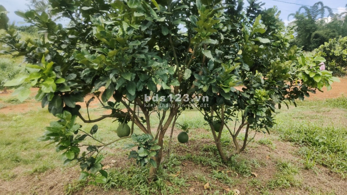 Chính chủ cần bán mảnh vườn trong khu du lịch Hồ Trị An giá 650tr/1 sào.