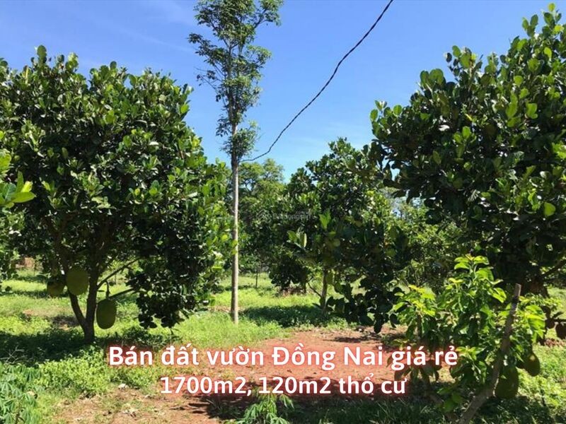 ban-dat-vuon-dong-nai-1700m2-co-120m2-tho-cu_1656730385.jpg Bán vườn Đồng Nai 1700m2 có 120m thổ cư giá rẻ, đất trồng cây ăn trái