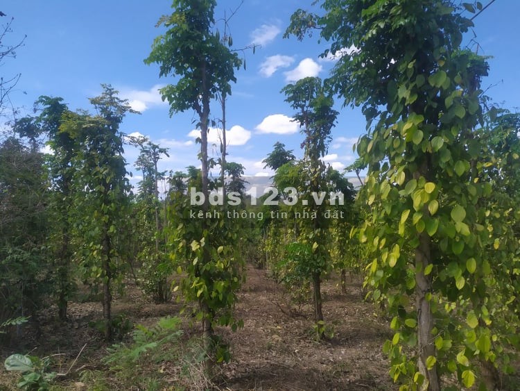 Bán nhanh lô đất ngay chợ Quỳnh Ngọc, Krong Ana liên hệ 0909370517