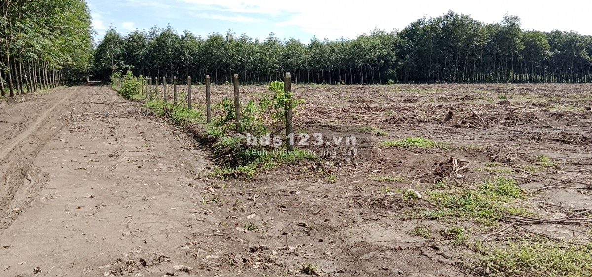 Tìm người tốt thuê đất hợp tác lâu dài giá tốt 12 triệu/tháng đường lớn
