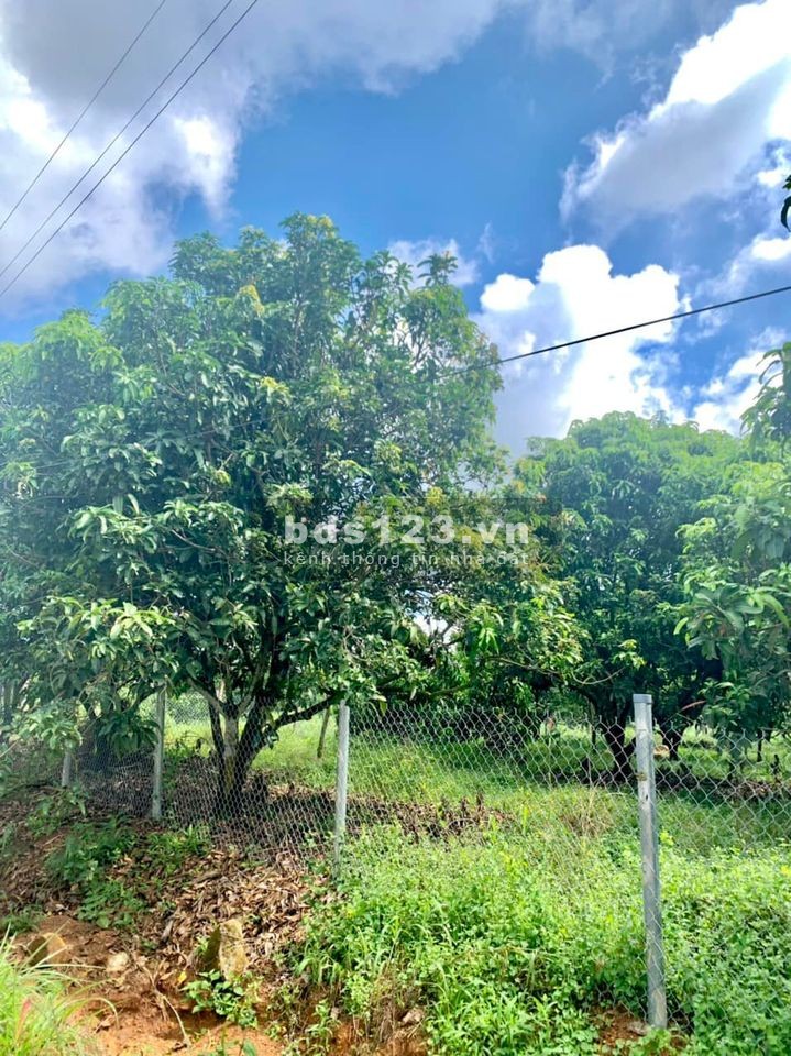 Đất vườn Xoài Túc Trưng Định Quán giá siêu rẻ đây anh chị ơi đầu tư sinh lời