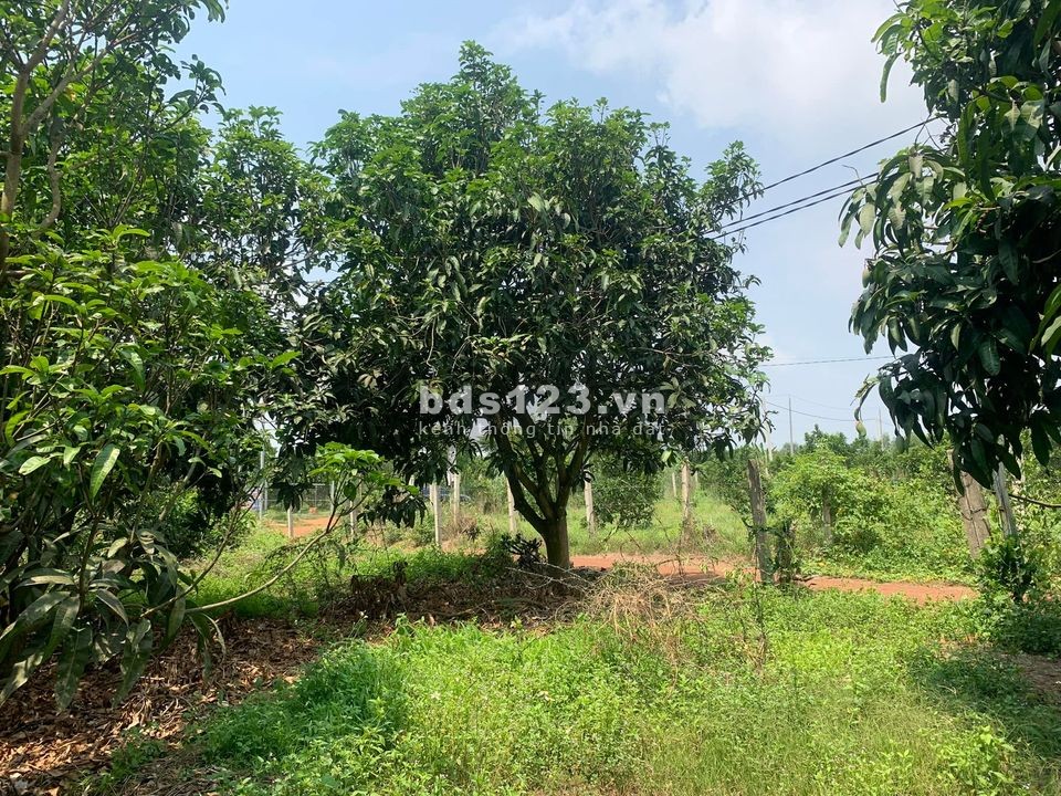 Đất vườn Xoài Túc Trưng Định Quán giá siêu rẻ đây anh chị ơi đầu tư sinh lời