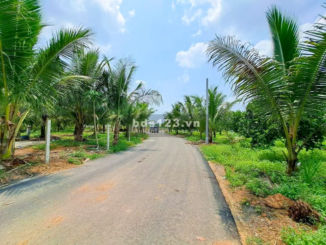 Đất vườn Xoài Túc Trưng Định Quán giá siêu rẻ đây anh chị ơi đầu tư sinh lời