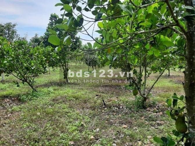 Ngộp ngân hàng bán gấp lô đất diện tích 4135m2 đất vườn đường 12m, giá 900tr