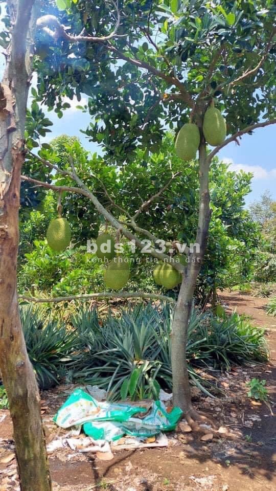 Ngộp ngân hàng bán gấp lô đất diện tích 4135m2 đất vườn đường 12m, giá 900tr