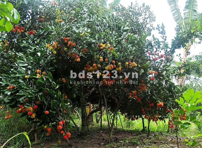 Chỉ 899 triệu sở hữu ngay lô đất 1000m2 đường lớn ở thành phố Biên Hoà