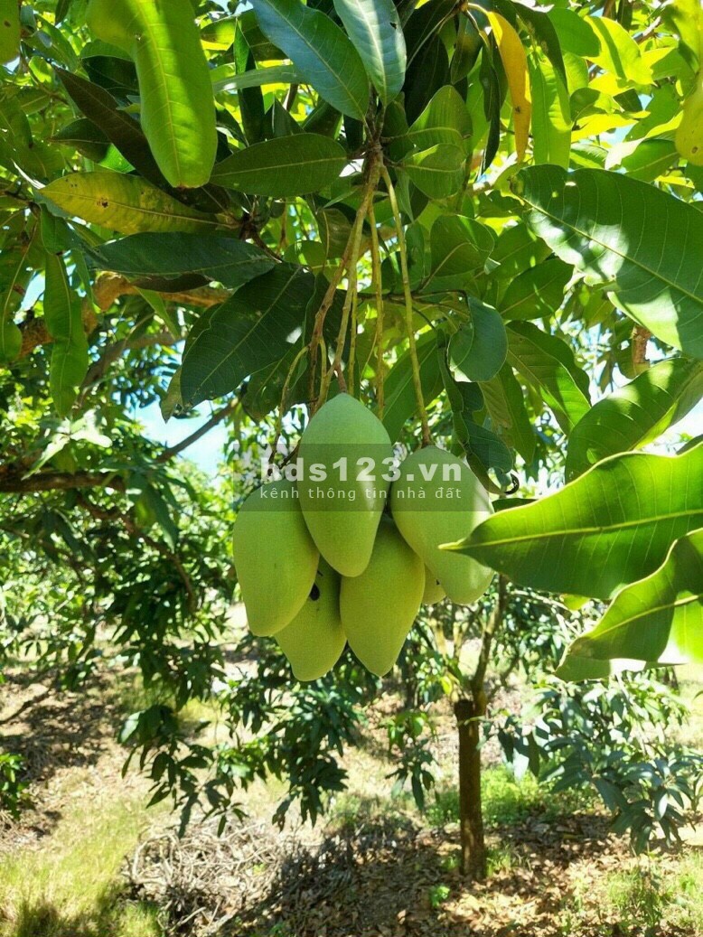 Bán đất định quán gần khu dân cư, khu công nghiệp, liên hệ 0772856505