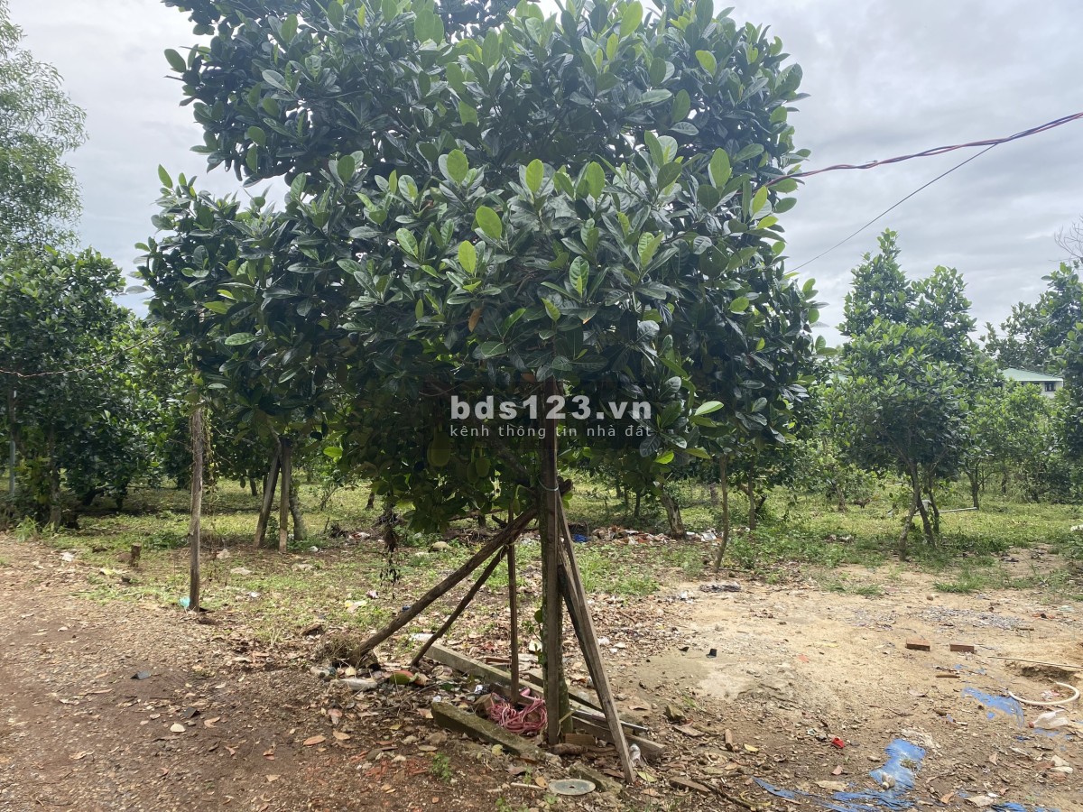 Đất 1109m2 Bàu Cạn, chỉ 2,5tr/m sẵn nhà vườn, ao cá, cách sân bay Long Thành 3km