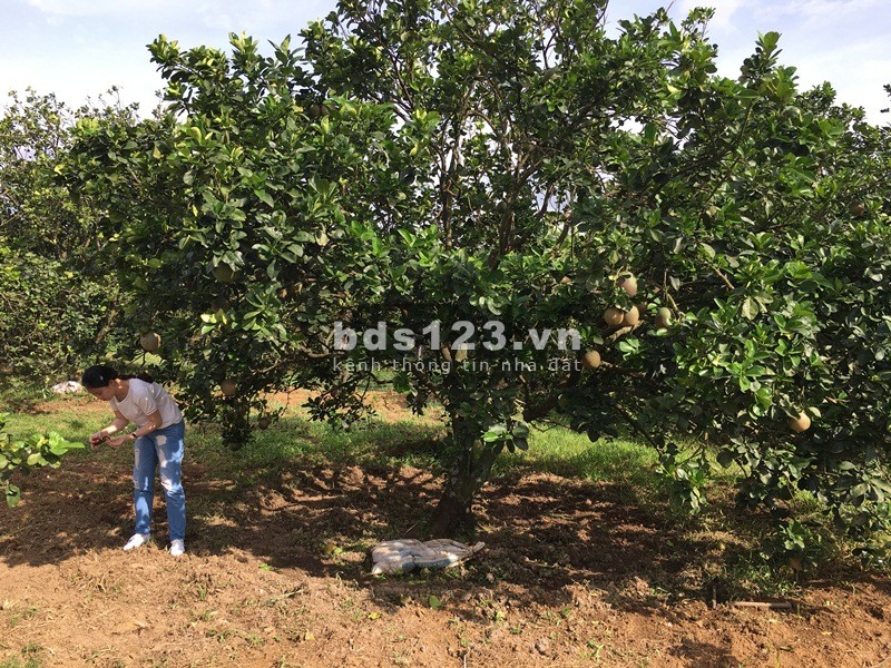 Cần bán mảnh đất vườn trồng cây ăn trái đường lớn, xe ra vào thoải mái