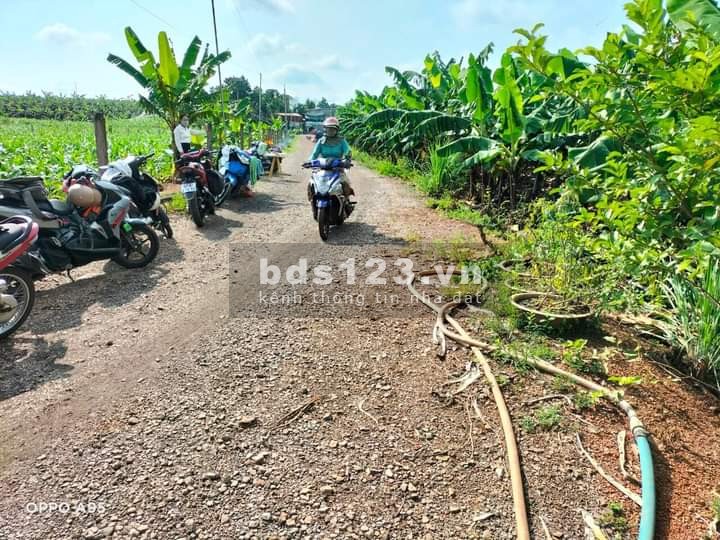 Bán vườn Thanh bình - Trảng bom. Sổ hồng riêng