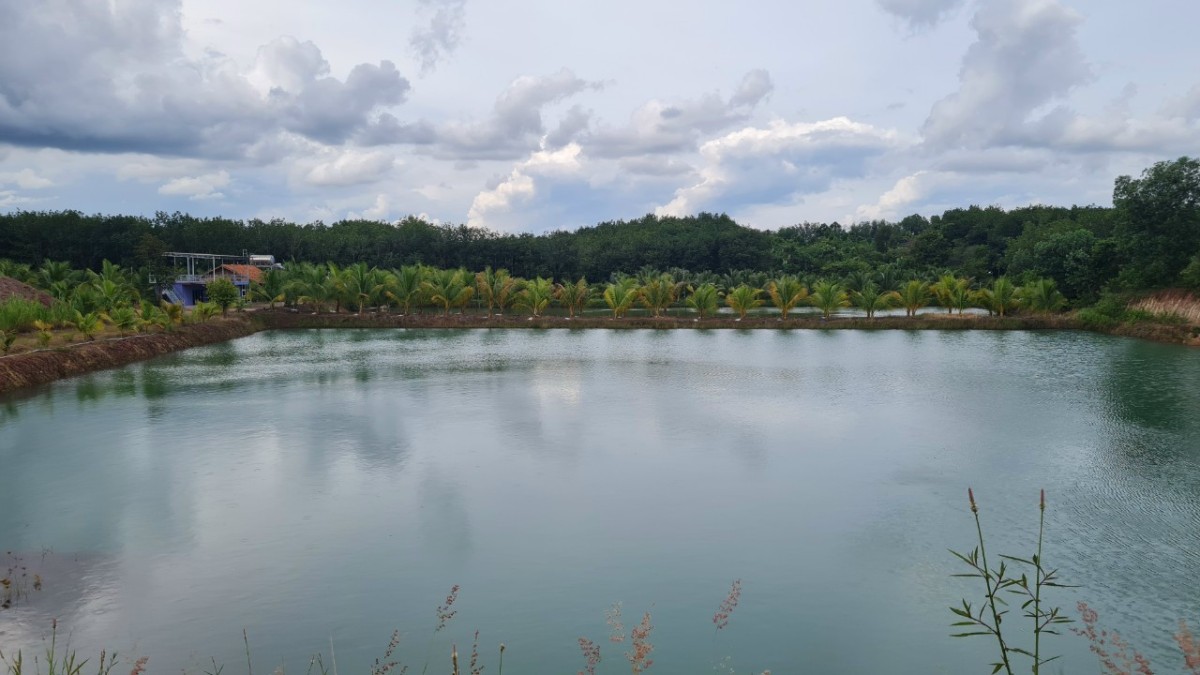 Đất nền view hồ sen rộng 16ha chỉ có 7 nền đấy ODT ở thị trấn Tân Khai view hồ siêu đẹp, sổ