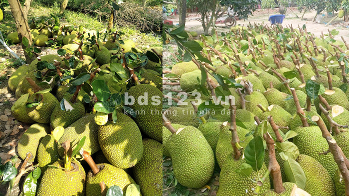 Bán vườn mít đang thu hoạch, DT 1070m2, Chỉ 2.7 tỷ, Cách sân bay Long Thành 3km, 0932729823