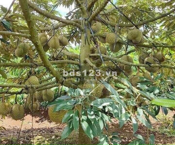 Ra gấp mảnh đất vườn, giá rẻ nhất khu vực Định Quán. VIEW HỒ TRỊ AN CỰC ĐẸP