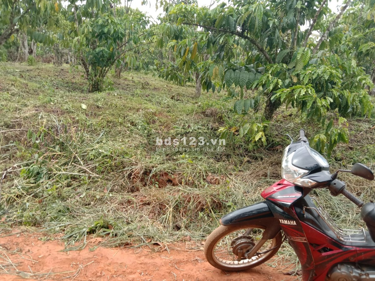 Bán vườn mặt tiền đường tại thôn 2 Lộc Phú, Bảo Lâm, Lâm Đồng lh 0909370517