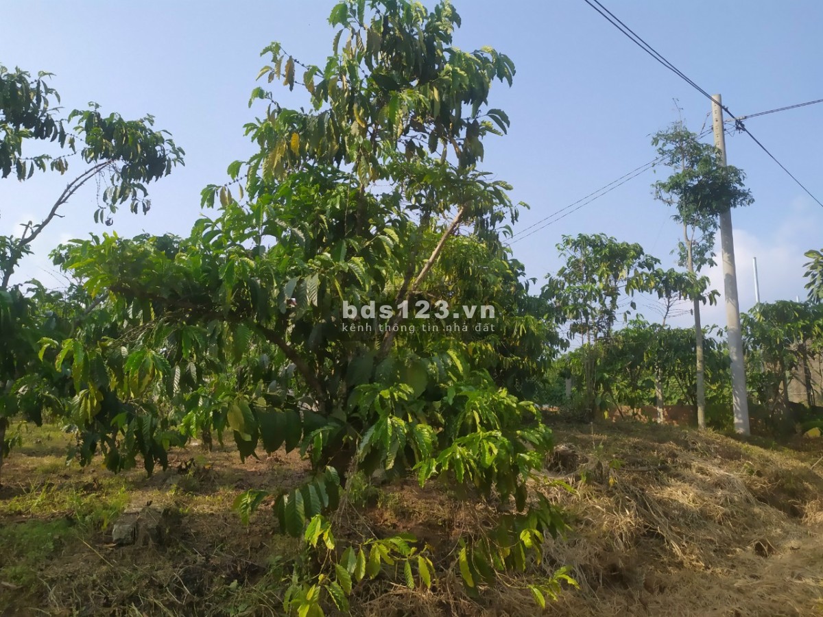 Bán vườn mặt tiền đường tại thôn 2 Lộc Phú, Bảo Lâm, Lâm Đồng lh 0909370517
