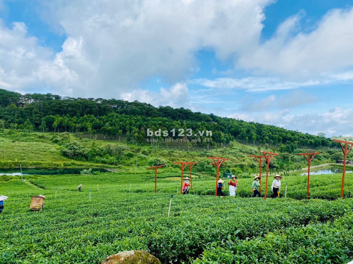 Đất nghỉ dưỡng Bảo Lộc view hồ tự nhiên, view đồi thông, đồi chè 500m² thổ cư sổ sẵn