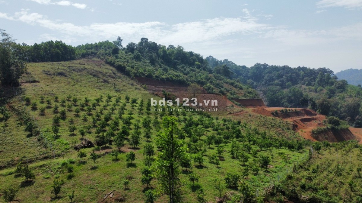 Cắt lỗ 6750m² có tới 2.000m² đất ở giá nhỉnh 400k/m² tại xã Hợp Phong, Cao Phong, Hoà Bình