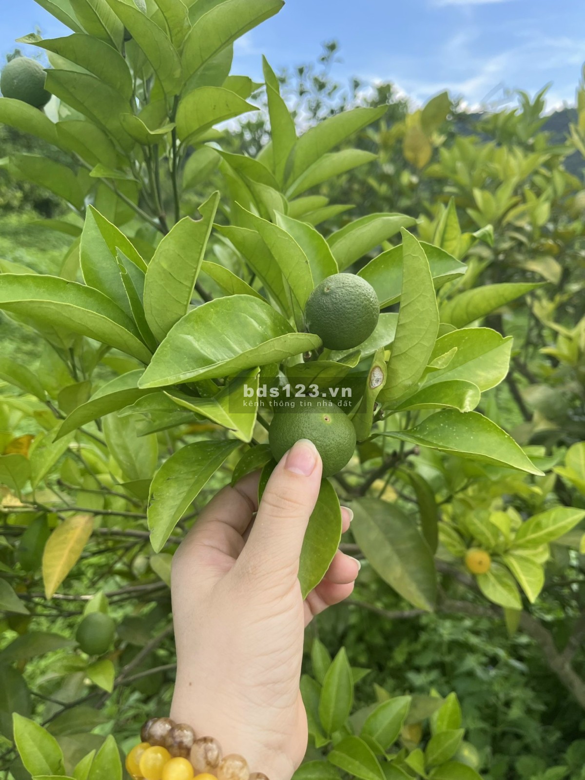 Cắt lỗ 6750m² có tới 2.000m² đất ở giá nhỉnh 400k/m² tại xã Hợp Phong, Cao Phong, Hoà Bình