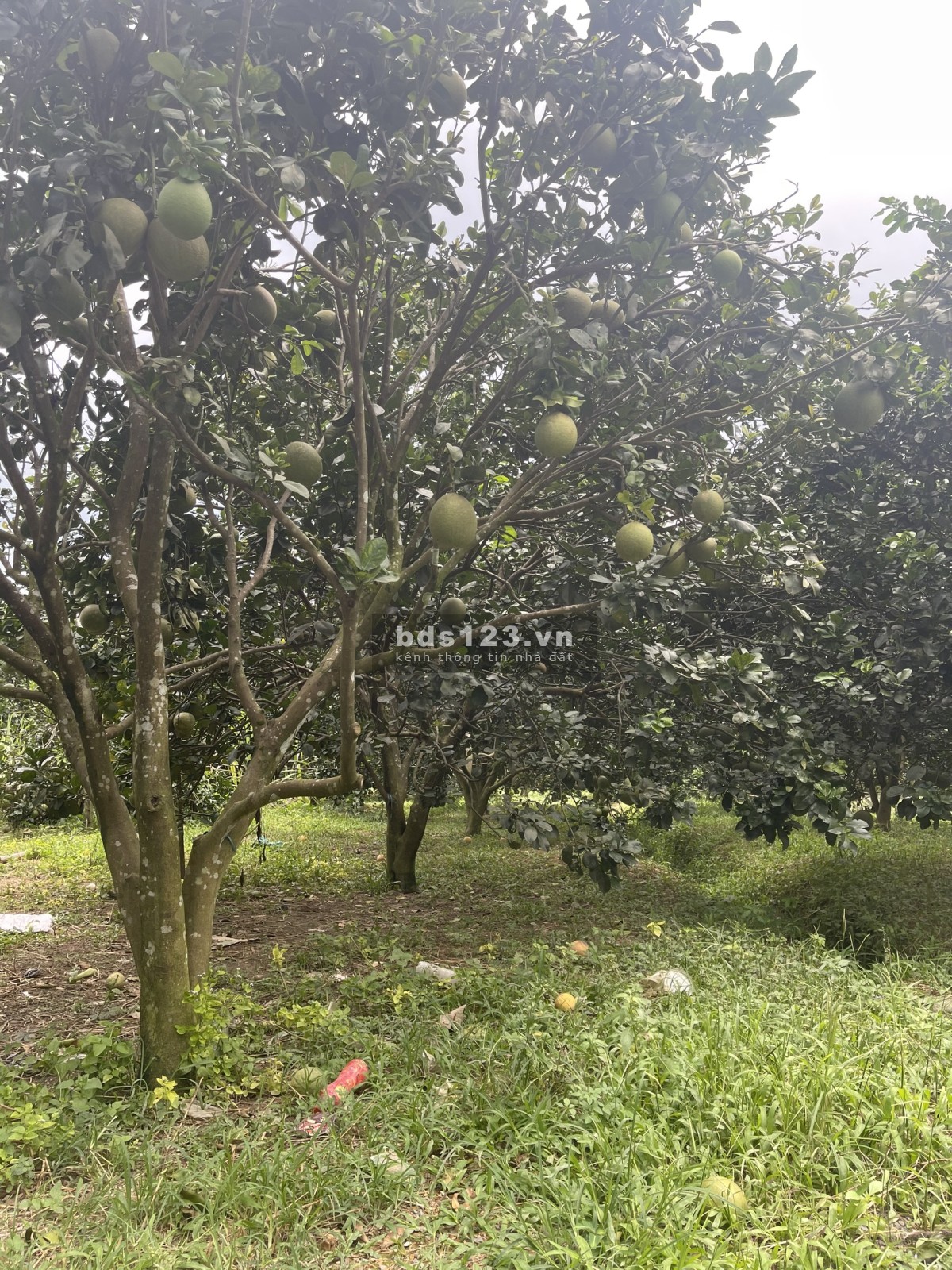 Kẹt tiền chính chủ gửi bán lô đất vườn, gần QL 20 xã Phú Cường, Định Quán, Đồng Nai
