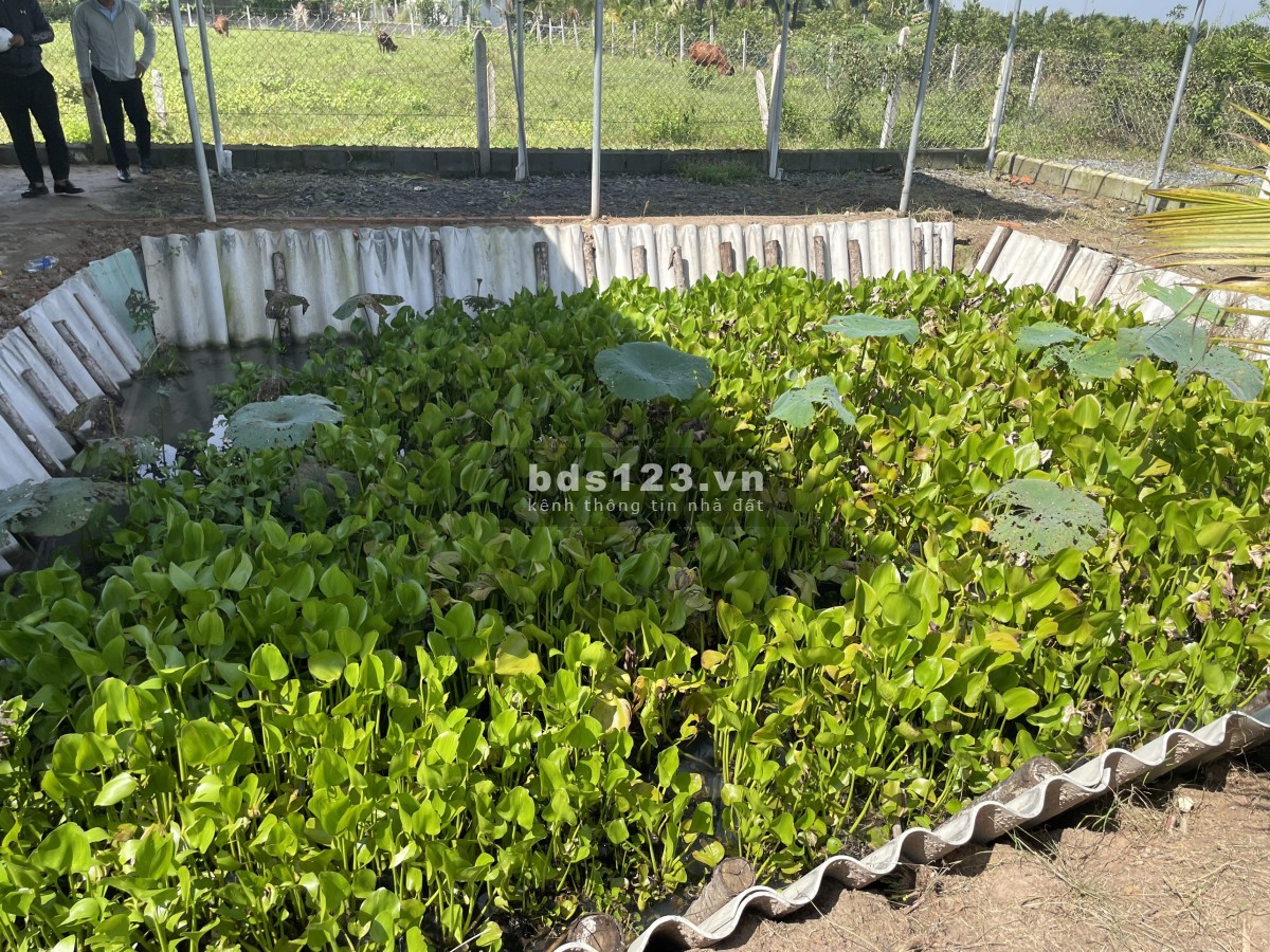 Mua đất tặng nhà vườn DT 736m2 Nguyễn Thị Rành Nhuận Đức Củ Chi TP HCM giá rẻ