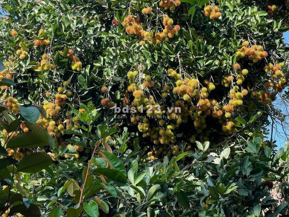 Cần bán mảnh vườn ở xã Phú Cường huyện Định Quán, Đồng Nai giá 895 triệu