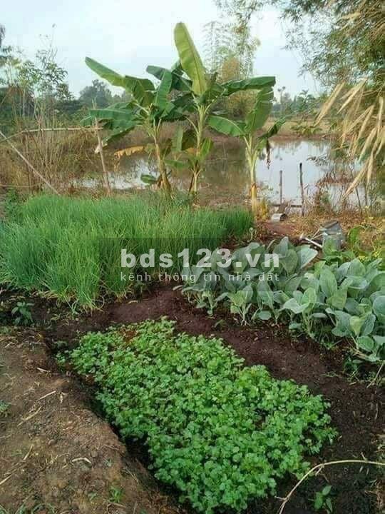 Cần bán mảnh vườn ở xã Phú Cường huyện Định Quán, Đồng Nai giá 895 triệu
