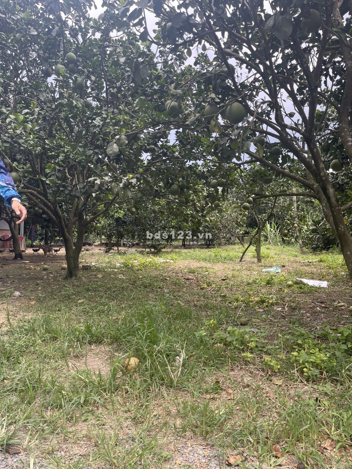 Cần bán mảnh vườn ở xã Phú Cường huyện Định Quán, Đồng Nai giá 895 triệu