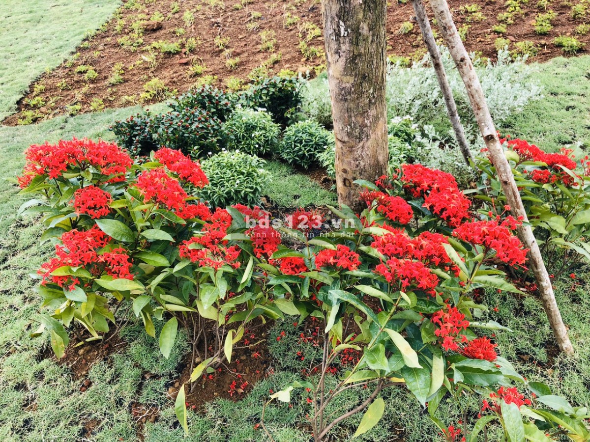 bán đất Lộc Tân Garden Bảo Lộc Lâm Đồng - Đất Nghĩ Dưỡng chỉ từ 610tr