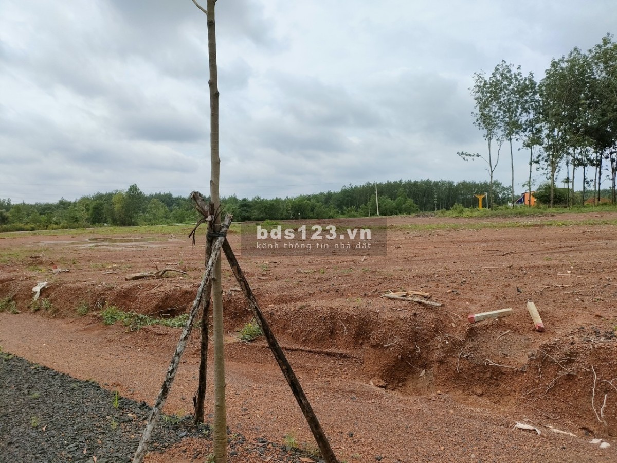 Bán đất Đồng Phú Bình Phước, giá 500 triệu pháp lý chuẩn công chứng nhanh