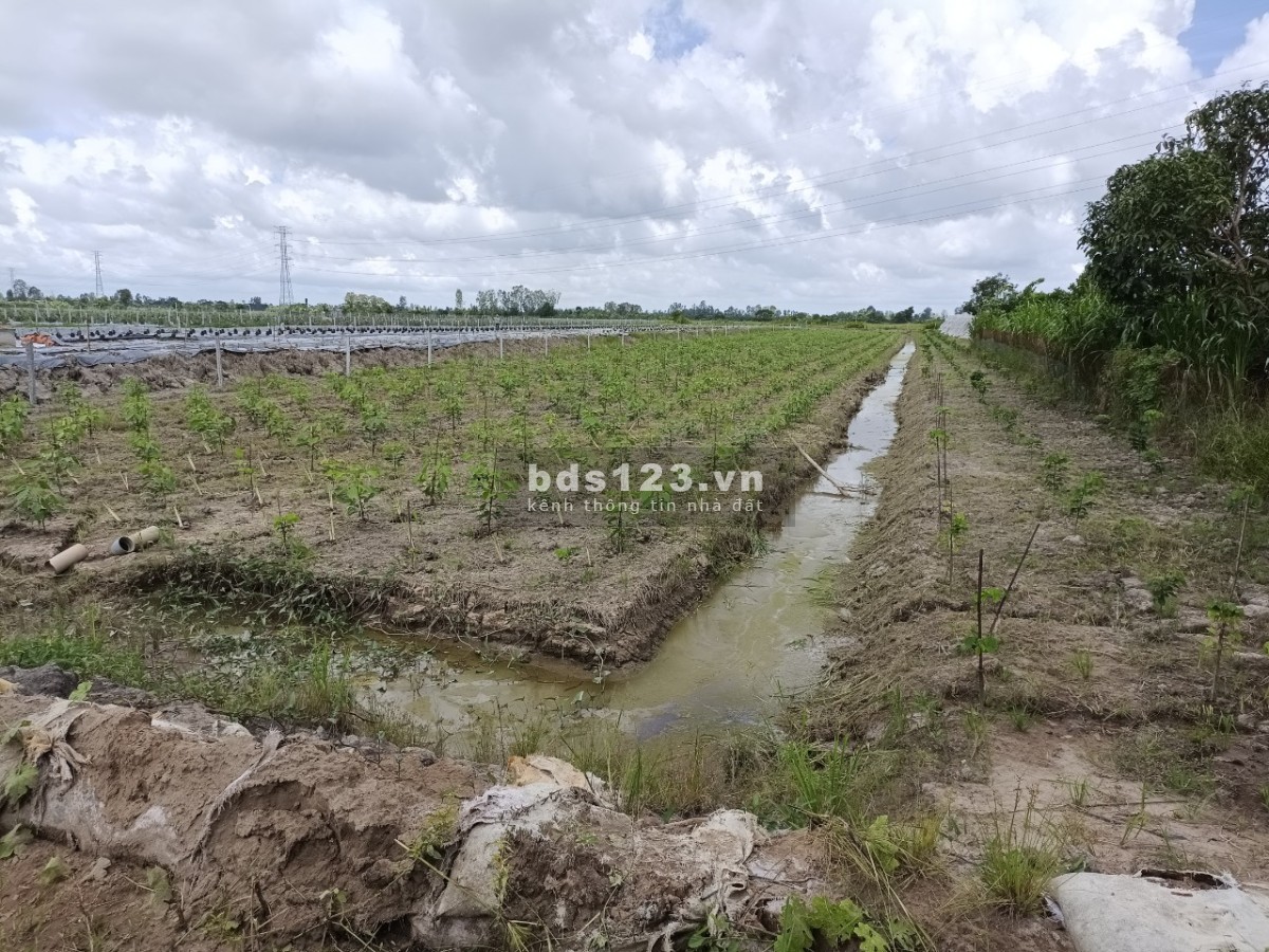 Bán đất mặt tiền rộng đường Kênh Thầy Lâm, xã Long Hưng B, huyện Lấp Vò