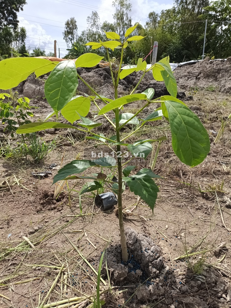 Bán đất mặt tiền rộng đường Kênh Thầy Lâm, xã Long Hưng B, huyện Lấp Vò