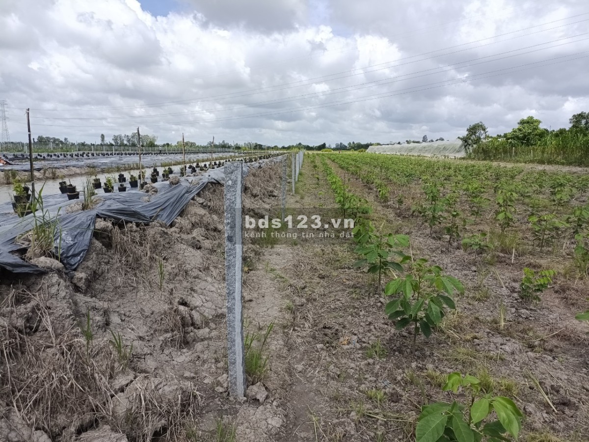 Bán đất mặt tiền rộng đường Kênh Thầy Lâm, xã Long Hưng B, huyện Lấp Vò