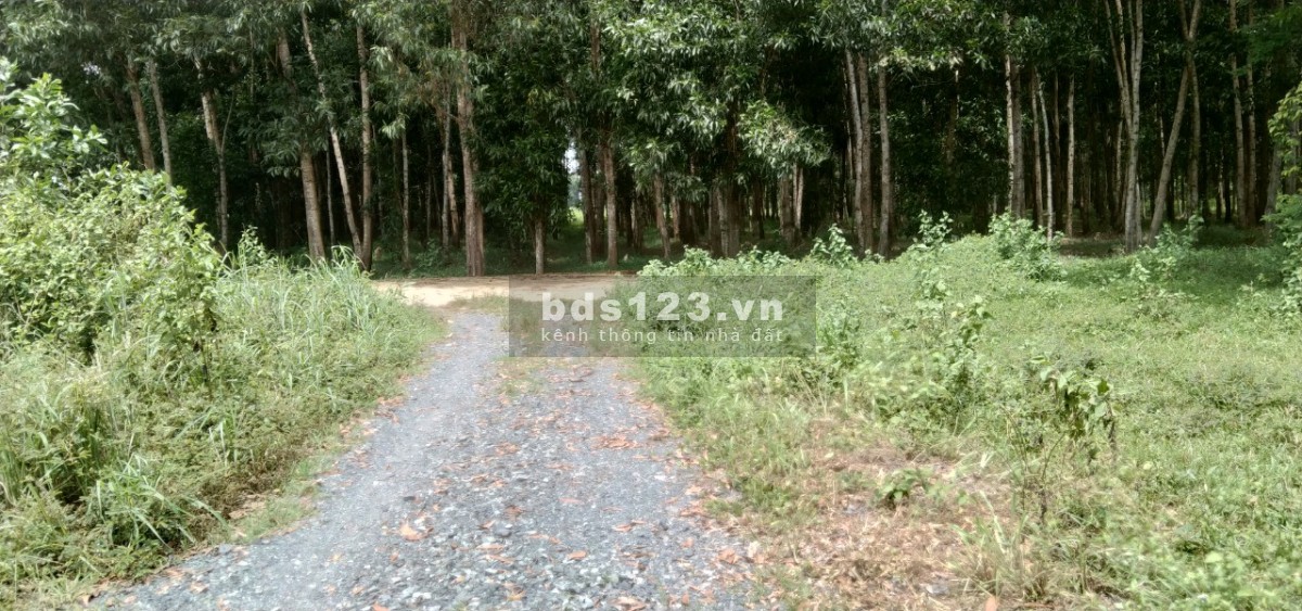 Bán Đất Gần Đường 25C và Vành Đai 3 Full Thổ Thuộc Xã Vĩnh Thanh , Nhơn trạch