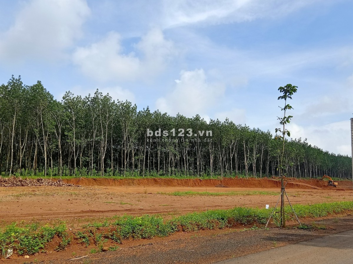 Đồng Phú Bình Phước nơi đầu tư bất động sản tiềm năng nhất hiện nay, giá đầu tư