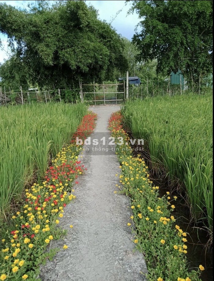 Bán đất trồng cây lâu năm đường Nguyễn Văn Long Bình Chánh DT 1.000m²