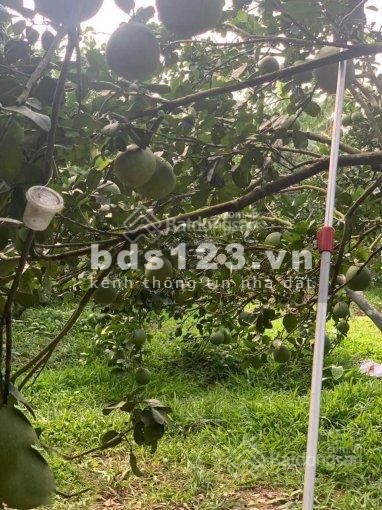 Đất vườn diện tích sử dụng 1012m2 cần bán gấp giá 430 triệu sổ sẵn