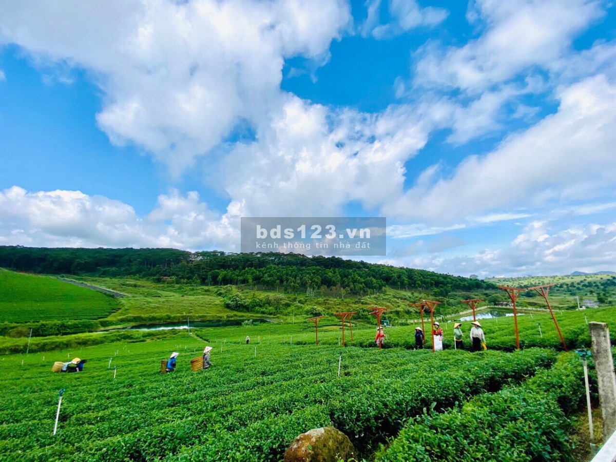 Duy nhất nền nghỉ dưỡng Bảo Lộc, view hồ sổ hồng riêng Giá chỉ 950tr