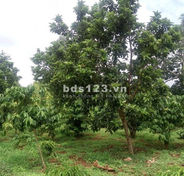 Đất vườn diện tích sử dụng 1012m2 cần bán gấp giá 430 triệu sổ sẵn