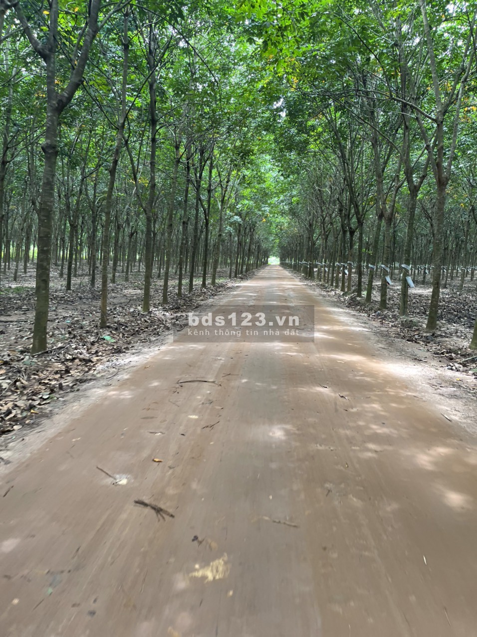 Giá sỉ 10 lô sổ sẵn có thổ cư An Viễn, Trảng Bom, Đồng Nai, diện tích 13.000m² có 300m² thổ cư
